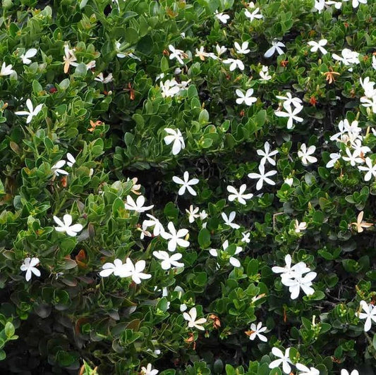 Carissa Green Carpet - Dwarf Natal Plum