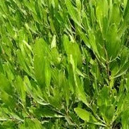 Dodonea angustifolia