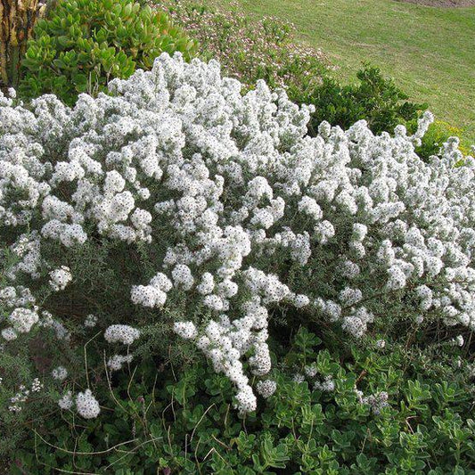 Eriocephalus africanus - Wild Rosemary / Cape Snowbush