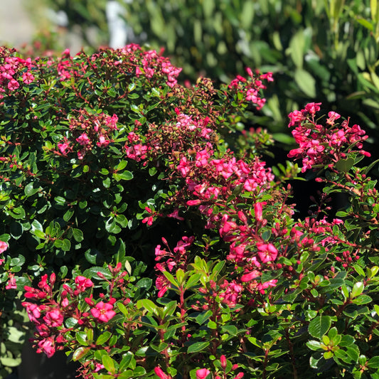 Escallonia Pink Princess