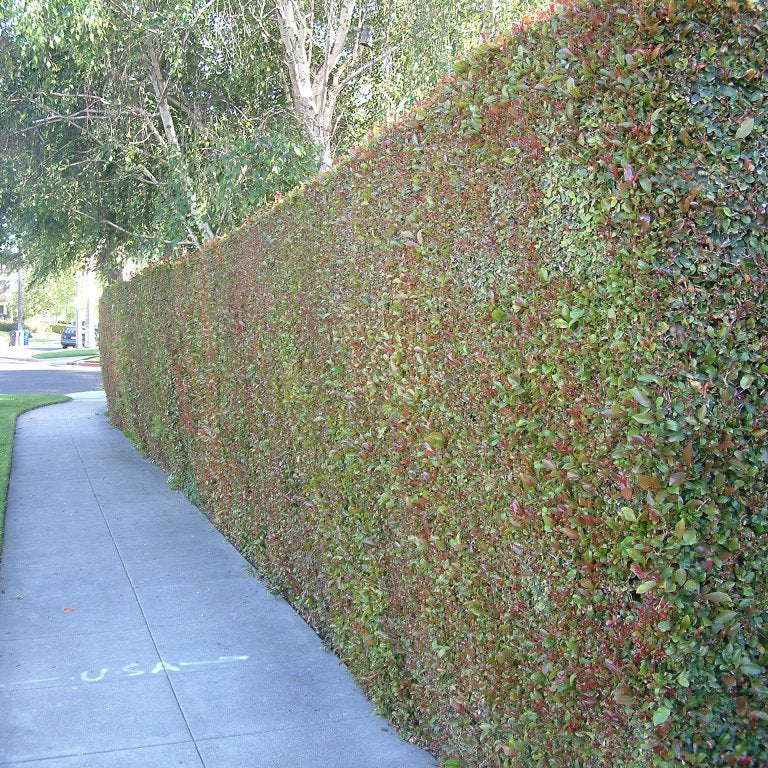 Syzygium paniculatum - Eugenia