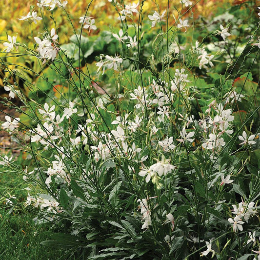 Gaura Dwarf White