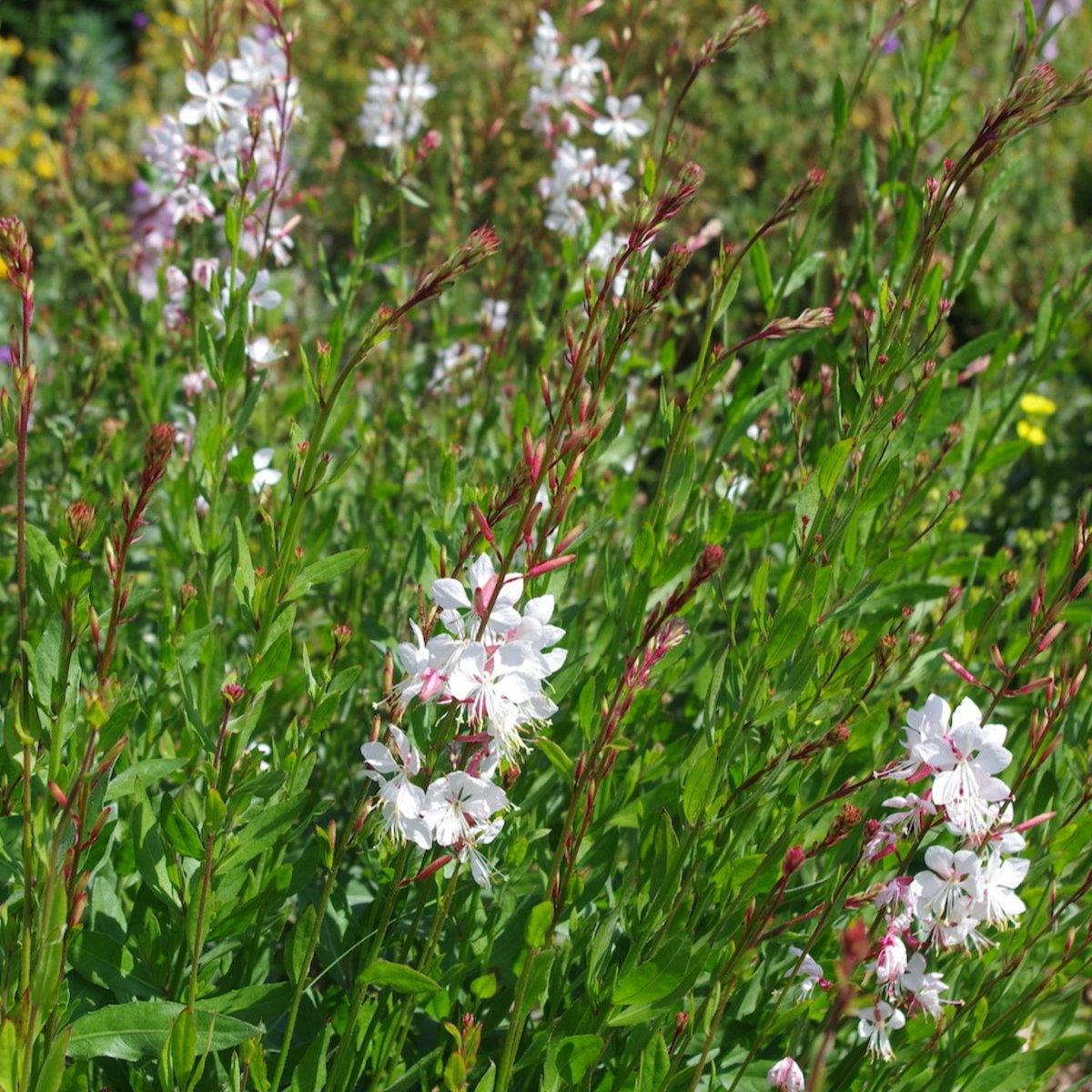 Gaura lindheimeri - white - Butterfly