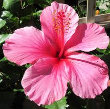 Hibiscus Pink Butterfly