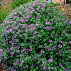 Polygala fruticosa - Dwarf butterfly bush
