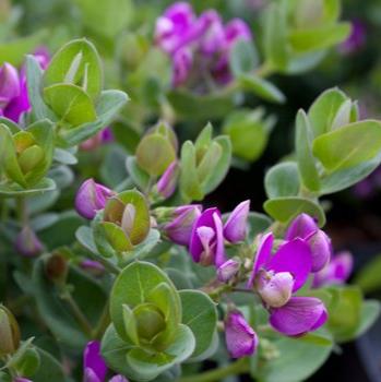 Polygala fruticosa - Dwarf butterfly bush