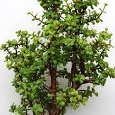 Portulacaria afra - Little Jim - Small leaved spekboom