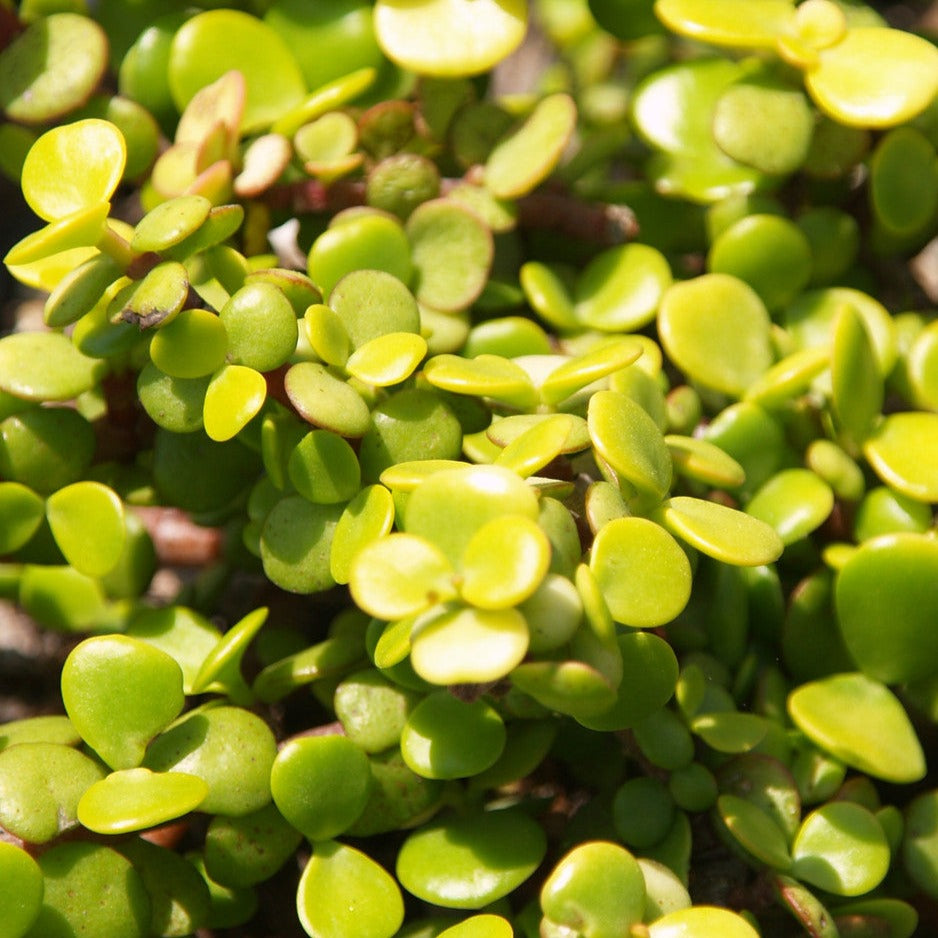 Portulacaria afra aurea - Gold Spekboom
