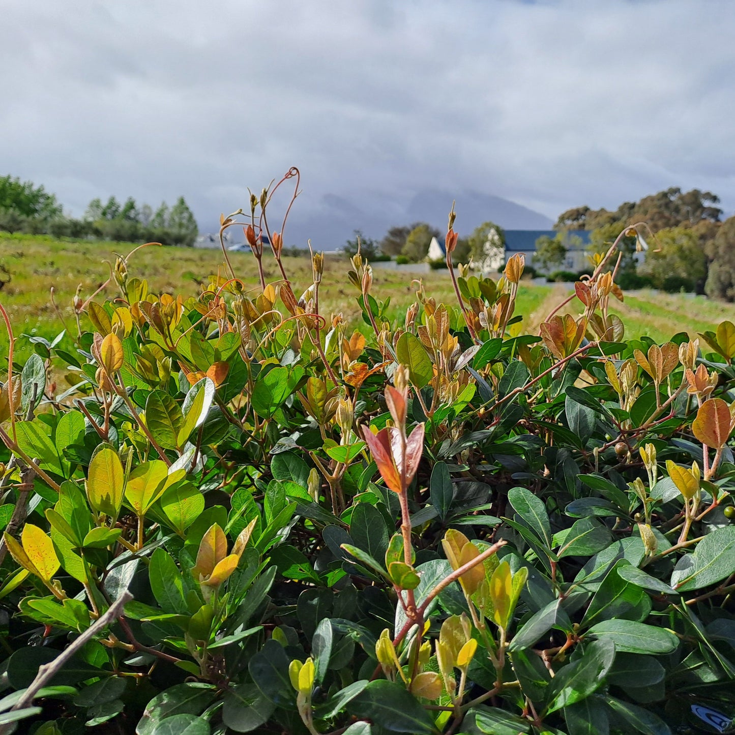 Rhoicissus digitata - Baboon Grape