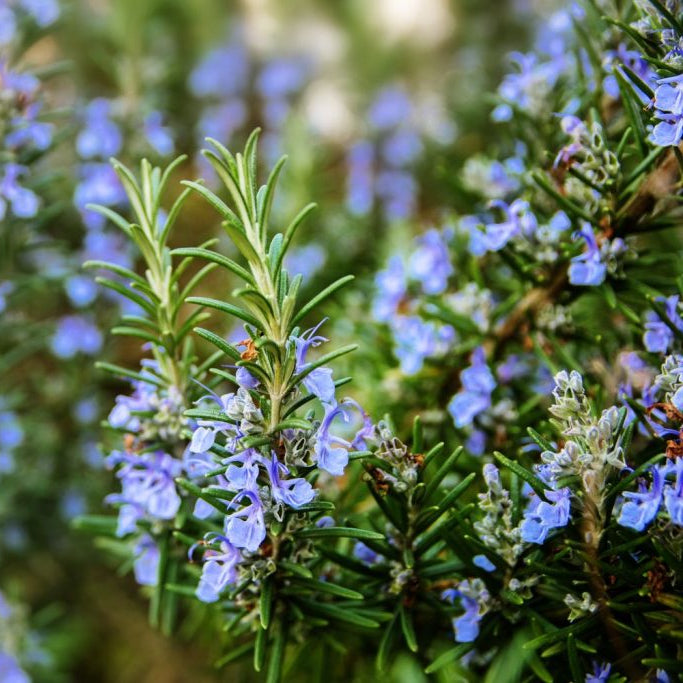 Rosmarinus McConnells Blue - Rosemary