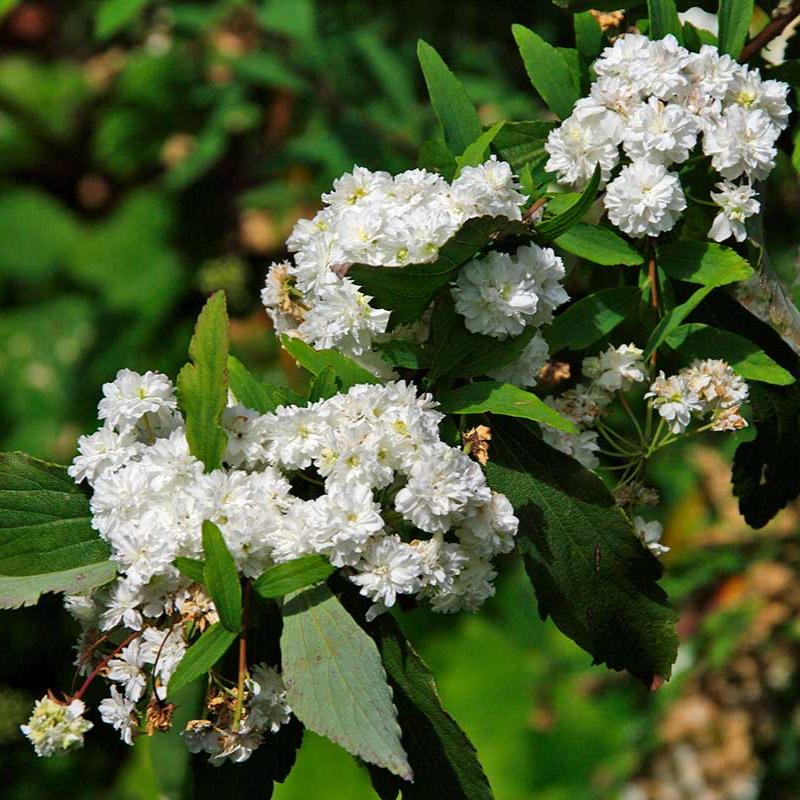 Spirea cantoniensis - Cape May