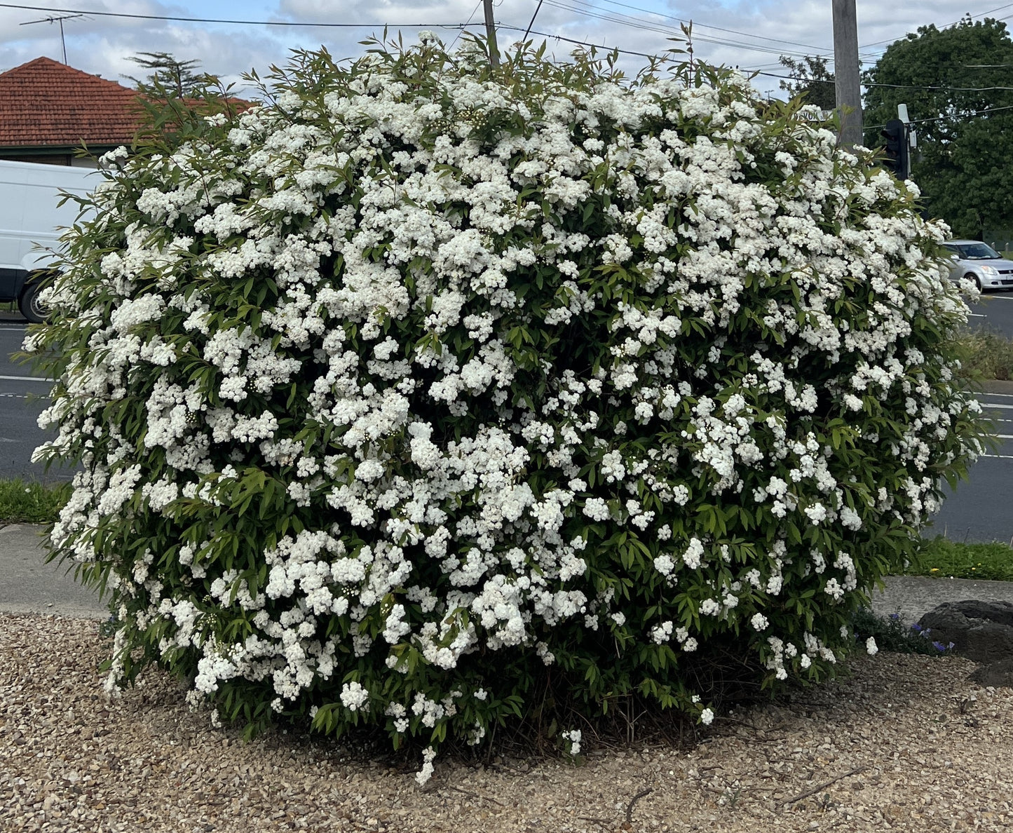 Spirea cantoniensis - Cape May