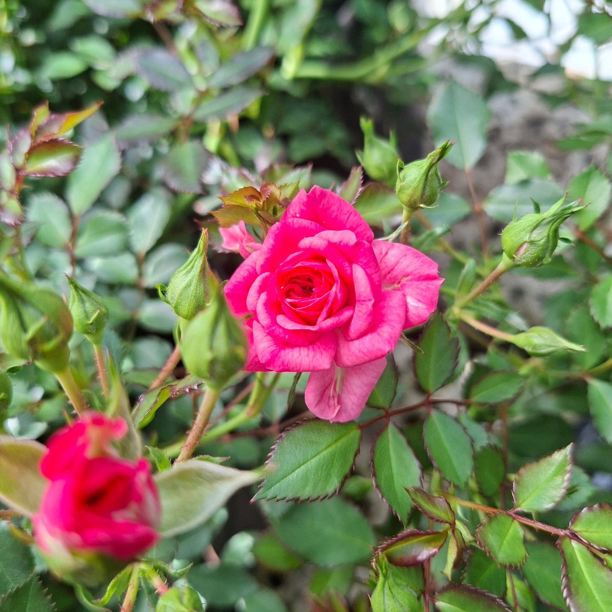 Rose - String of Rubies