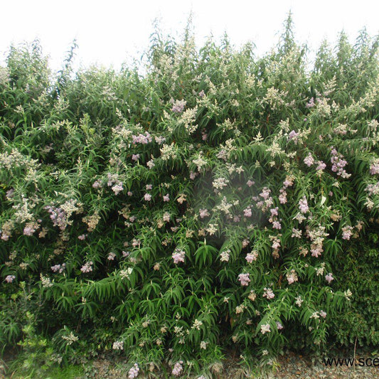 Buddleja salviifolia - sagewood