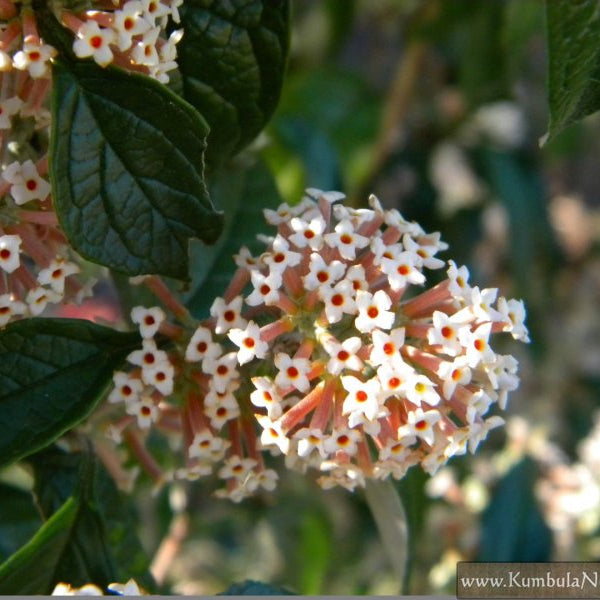Buddleja auriculata - Weeping Sage