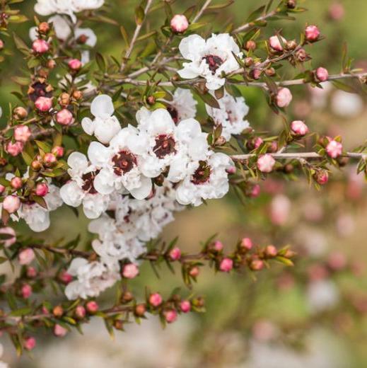 Leptospermum White - Tea Bush