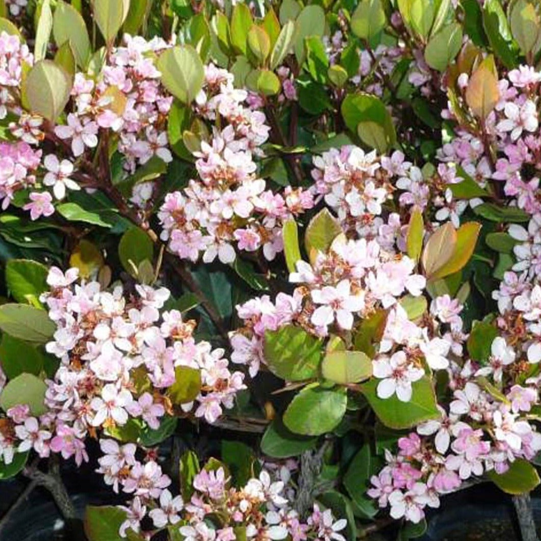 Rhaphiolepsis Dark Pink