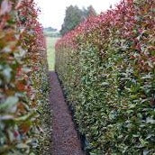 Syzygium Paniculatum Eugenia Hedges Online syzygium-paniculatum-eugenia-hedges-online