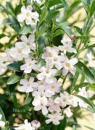 Freylinia tropica (White) - Honeybell Bush