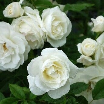 Rose - Iceberg