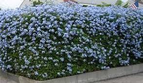 Plumbago auriculata - dark blue