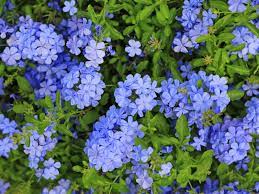 Plumbago auriculata - dark blue