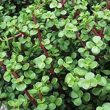 portulacaria afra spekboom Portulacaria afra