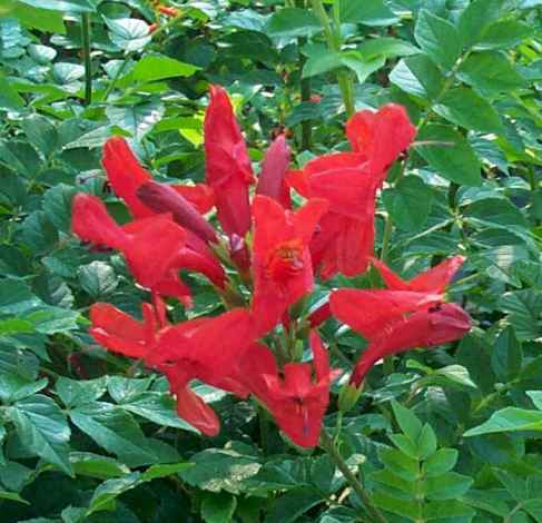 Tecoma capensis 'Red' - Cape Honeysuckle
