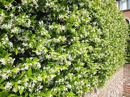 Trachylospermum jasminoides - Star Jasmium
