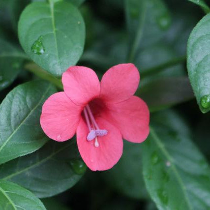 Barleria Pink Princess