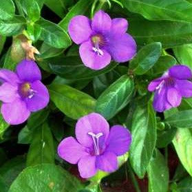 Barleria Purple Prince