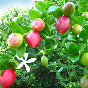 Carissa Green Carpet - Dwarf Natal Plum
