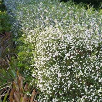 Coleonema album - Confetti Bush