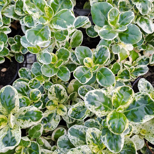 Coprosma repens Marble Chip - Mirror Bush