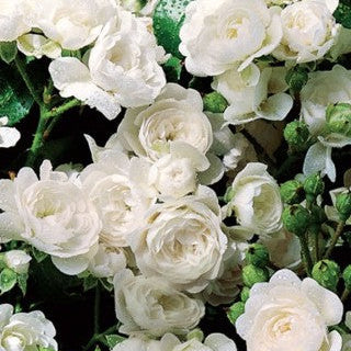 Rose - Crystal Fairy
