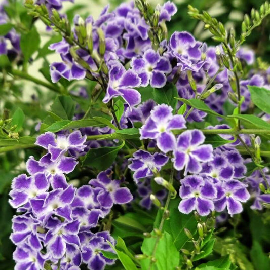Duranta Sapphire Showers