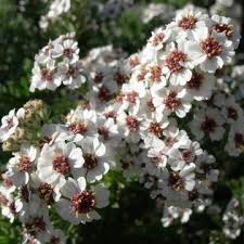 Eriocephalus africanus - Wild Rosemary / Cape Snowbush