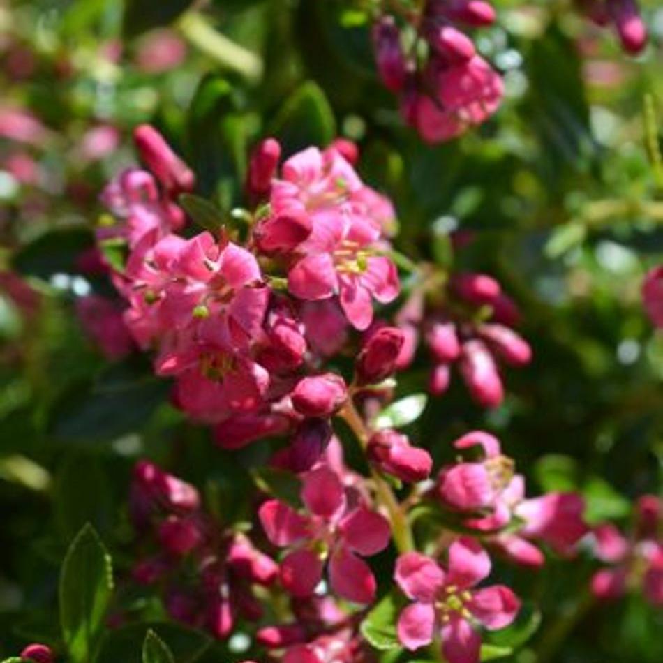Escallonia Pink Princess