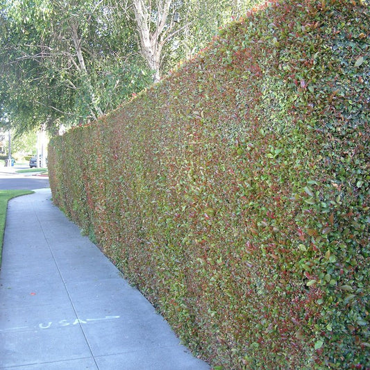 Syzygium paniculatum - Eugenia