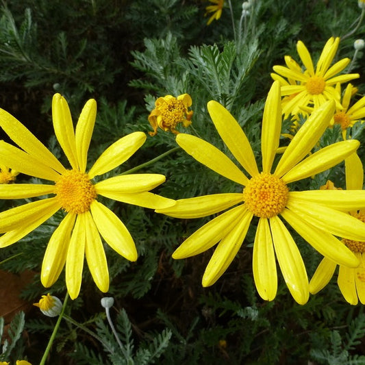 Euryops pectinatus - Golden Daisy Bush