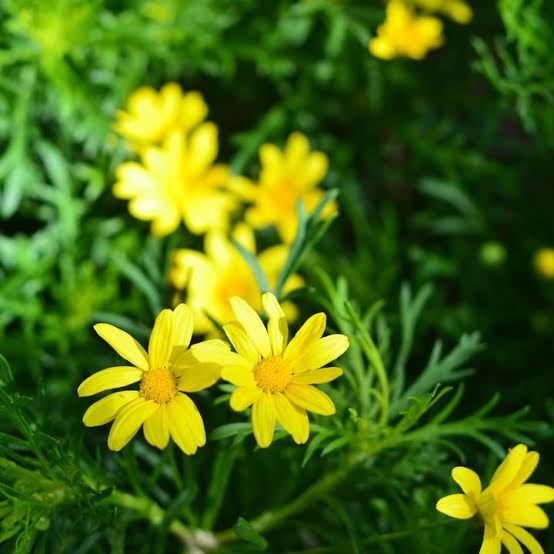 Euryops Sunshine Classic - Fine Leaf