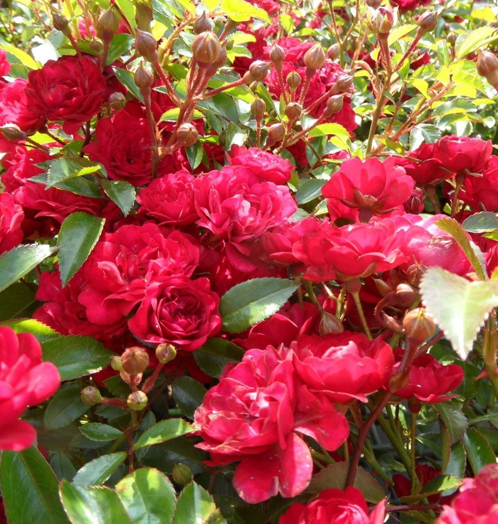 Roses, Hibiscus, Bougainvillea – Hedges Online