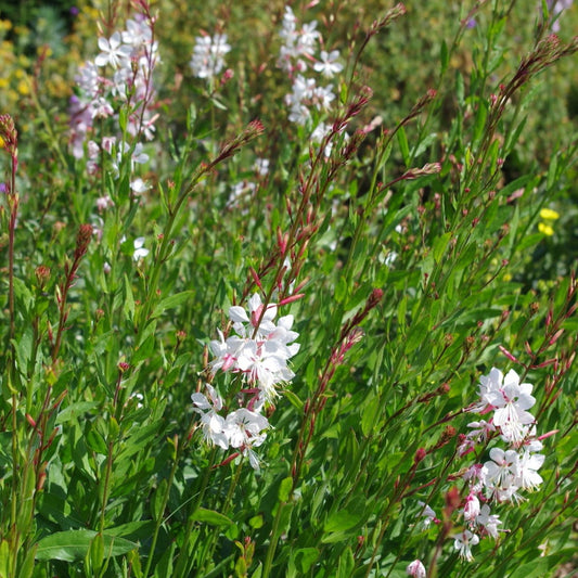 Gaura lindheimeri - white - Butterfly