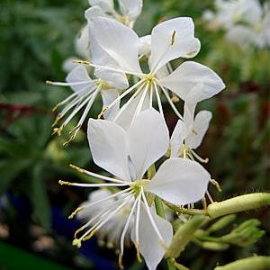 Gaura Dwarf White