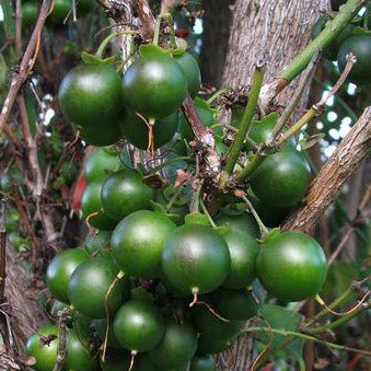 Halleria lucida - Tree Fuschia – Hedges Online