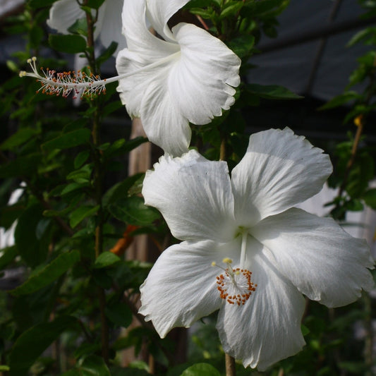 Hibiscus Little White Butterfly