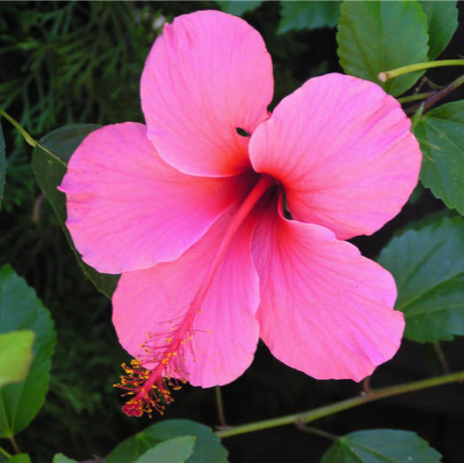 Hibiscus Pink Butterfly