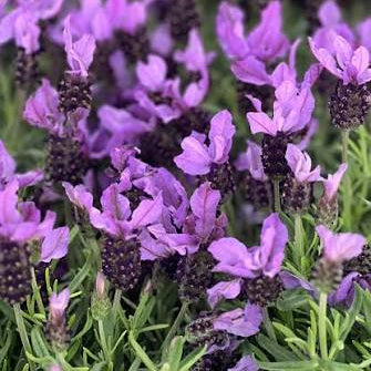 Lavender stoechas Purple