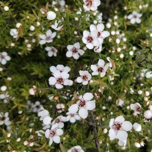 Leptospermum White - Tea Bush