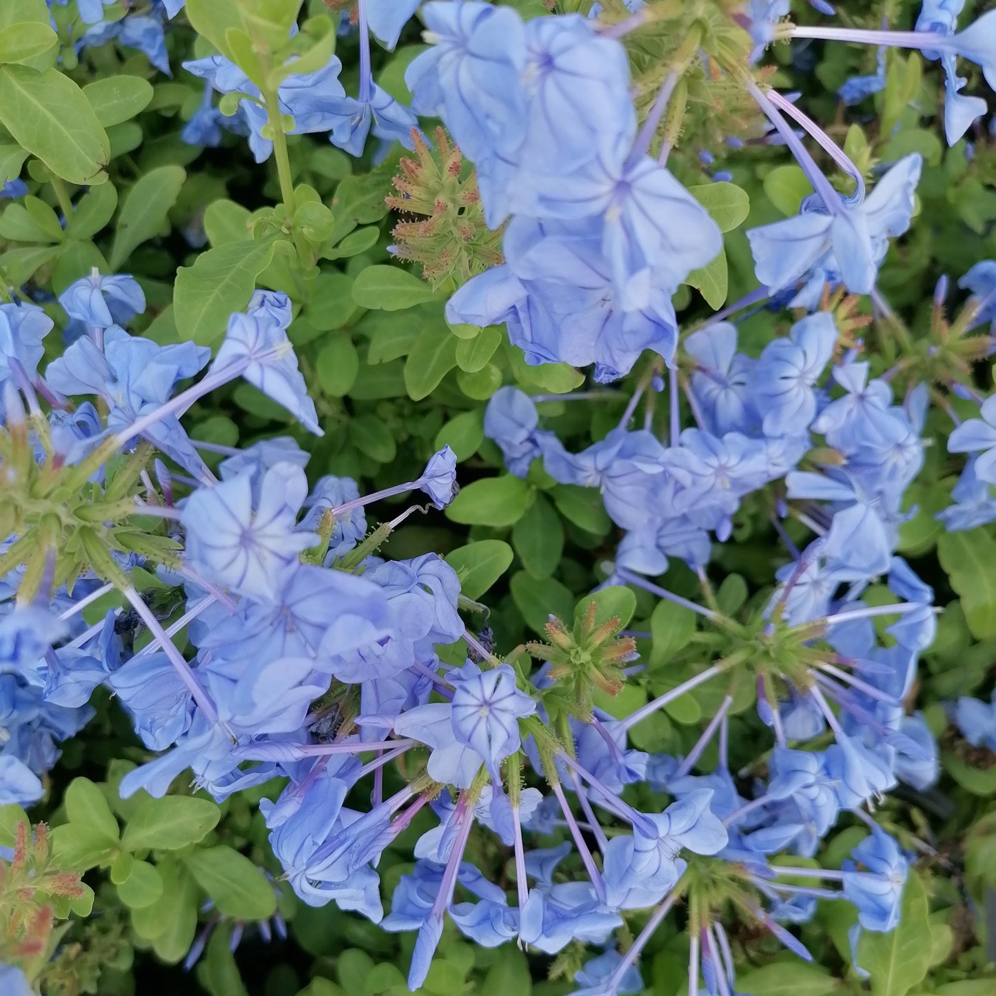 Plumbago auriculata - dark blue